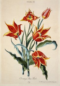 Tulipa laranja, de &39;Opera Botanica&39; por Conrad Gesner (1516-65) 1767 (gravura a cores)